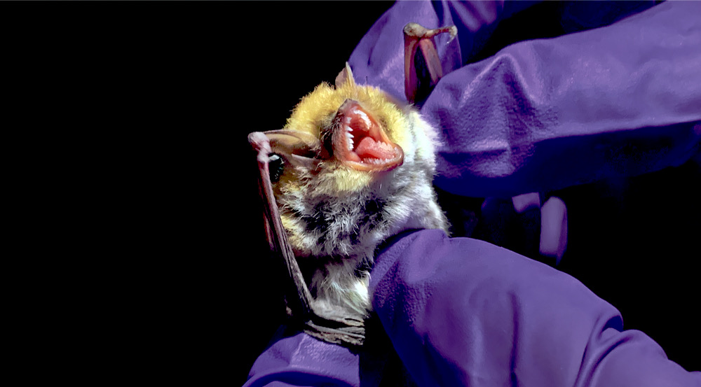 a scientist wearing purple gloves handles a hoary bat