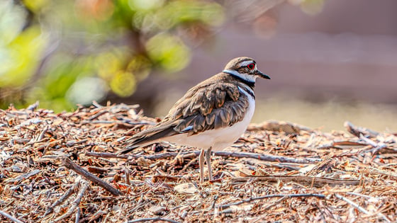 standing on sticks and mulch, a shorebird with a short beak, buffy brown back, white chest, a black ring around its neck, and red around its eye
