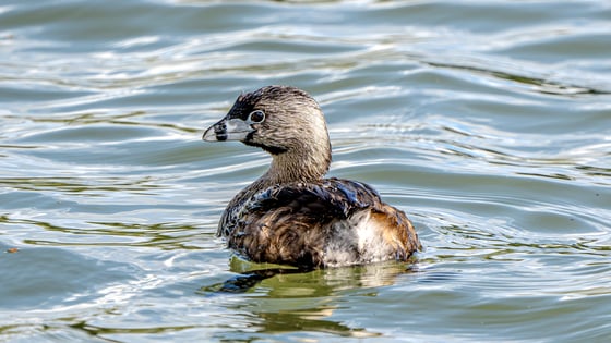 wading in greenish blue water, a waterfowl with a white beak with a black stripe, gray-to-white body with visibly wet feathers and a leg visible under the water