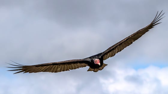 in front of a partly cloudy blue sky, a soaring raptor with an enormous wingspan compared to its red head and yellow beak. Its black leading feathers and shadowy white tailing feathers stretch to long, finger-looking wingtips