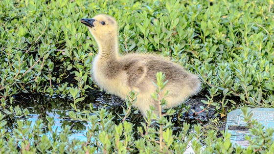 In a small puddle among short, leafy weeds, a baby goose covered in bright yellow-to-brown feathers, with a short black beak, drips a circular droplet of water as it drinks.