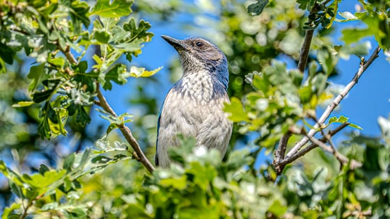 a blue bird with a white chest, roughly the shape of a crow but smaller, partially hides behind green leaves in a tree