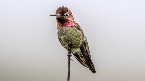 in front of a totally neutral gray background, standing atop a vertical twig, an olive green hummingbird with an iridescent magenta head. The head feathers fade to a brownish black where they do not directly face the camera.