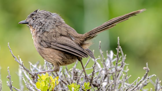 a grayish brown bird with a modest beak and yellow eye stands atop a group of sticks in an awkward stance