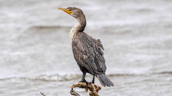 a grayish black bird with an s-shaped, grayish white throat, black webbed feet, a dark teal eye, and a bright yellowish orange beak