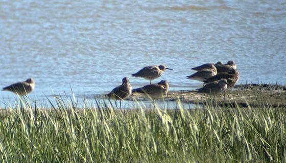 buffy gray shorebirds stand on a muddy area between the brown water and green grass, most with their beaks tucked into their bodies to rest