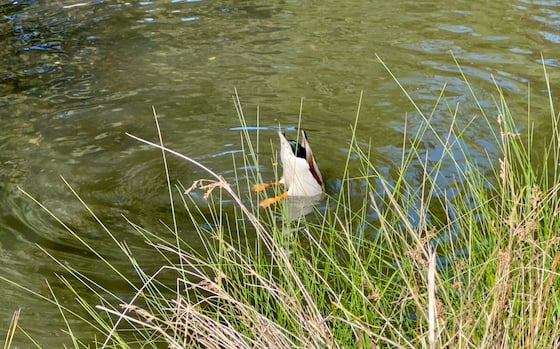 completely submerging its head and half its torso to retreive food underwater, a male mallard with a mainly white body, green rump, some brown wing feathers, and bright orange legs