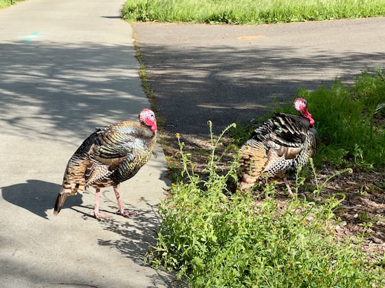 crossing a cement pathway, two turkeys with bald, red heads and gobblers and surprisingly opalescent body feathers reflecting the direct sunlight