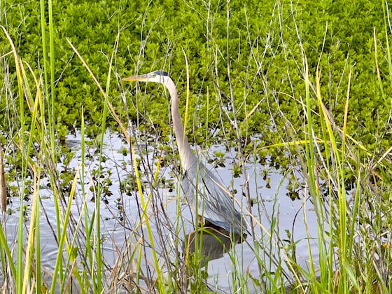 fishing in a grassy marsh area, a heron with a long, straightened neck, yellowish orange beak, black headband above its yellow eye, and gray (but subtly bluish) body feathers