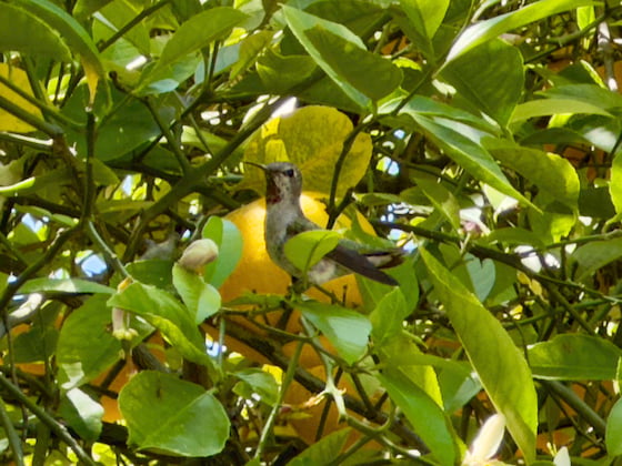 a hummingbird with a purplish throat, greenish back, and white body is partially obstructed by leaves in a lemon tree