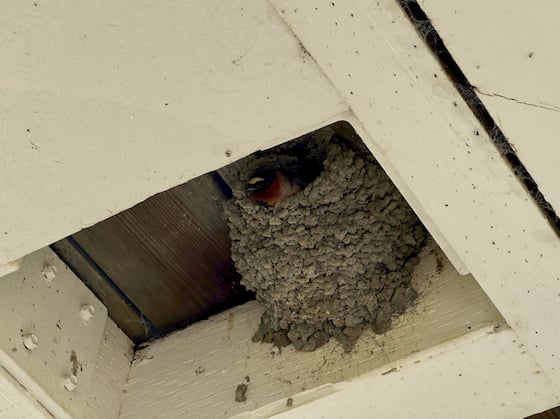 peeping out from a mud nest hanging underneath a wooden awning, a bird's head with a brown neck fading into a white body. The swallow has a small beak and a white patch between its dark eyes, which are nearly impossible to see against its deep blue head.