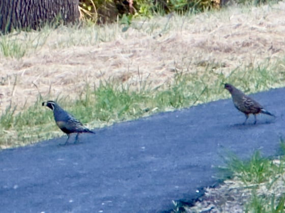 cross an asphalt pathway, a male and female quail each with a short beak and a feather on top of the head that hangs down in front of the face. The male has a black head with white stripes resembling a headband and chinstrap. The female walking in rear is buffy brown overall